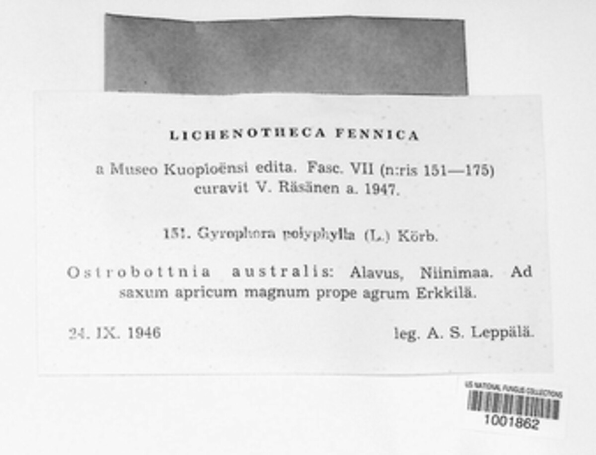 Umbilicaria polyphylla image